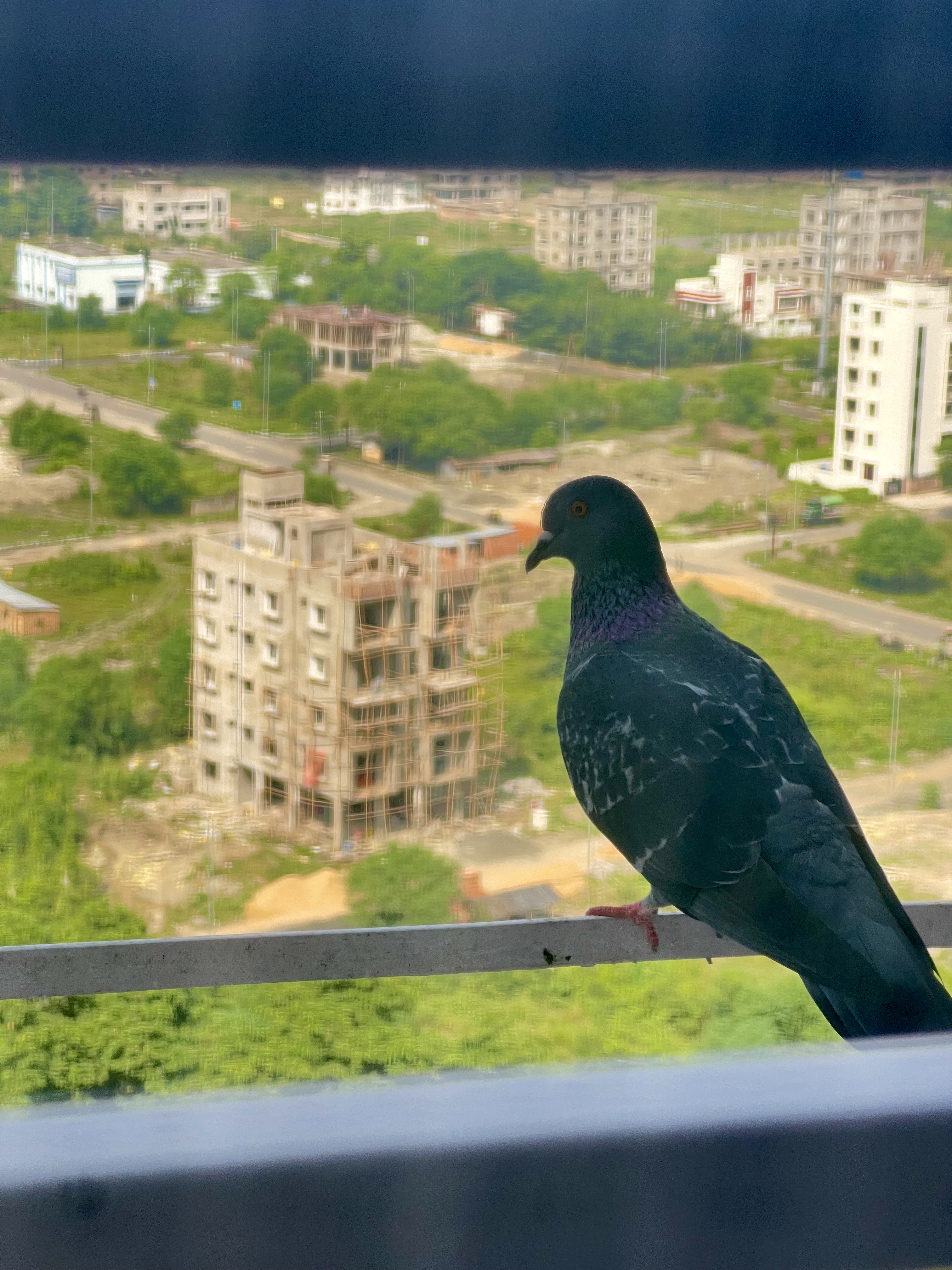 A bird visiting our bedroom window.